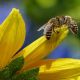importance of bees myrtle beach healthy food